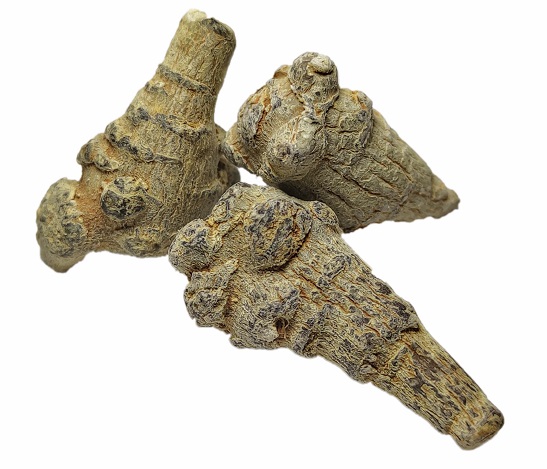 大个头三七