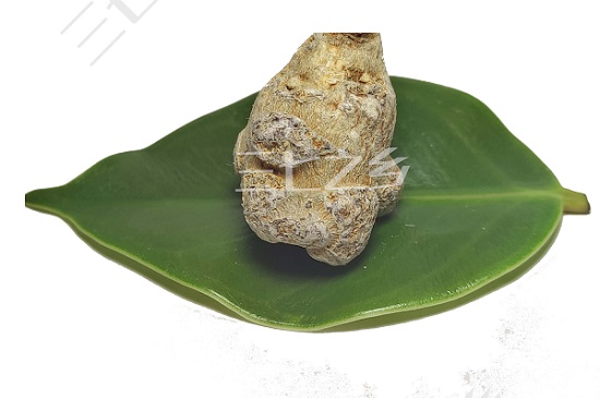 三七粉