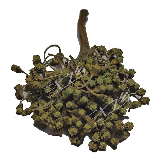 三七花
