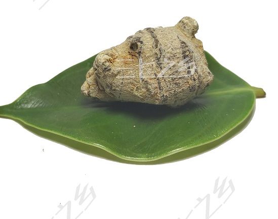 正常的三七