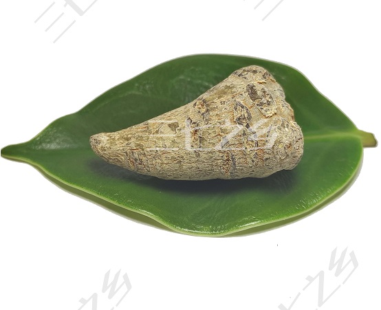 三七籽条