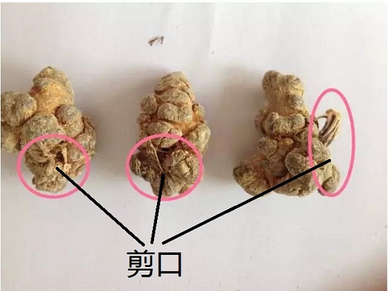 三七剪口
