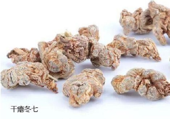 干瘪冬三七