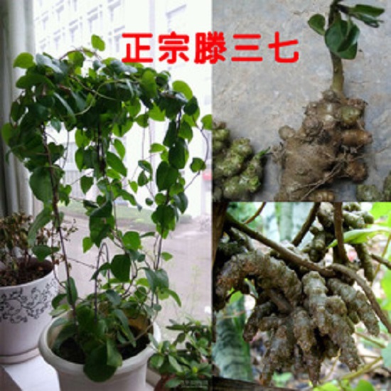 藤三七